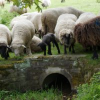 Schafherde, Rechte: ID
